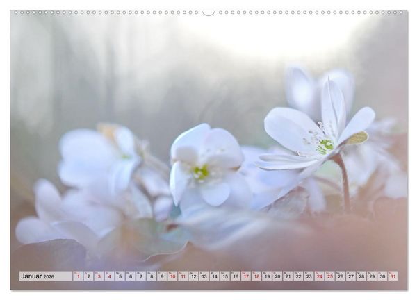 Produktbild: Wenn Bl&uuml;ten tr&auml;umen tanzt das Licht (Wandkalender 2026 DIN A2 quer), CALVENDO Monatskalender