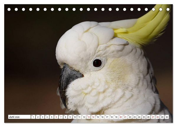 Produktbild: Wildlife Australien (Tischkalender 2026 DIN A5 quer), CALVENDO Monatskalender