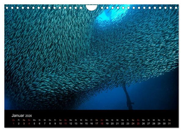 Produktbild: Fischschw&auml;rme (Wandkalender 2026 DIN A4 quer), CALVENDO Monatskalender