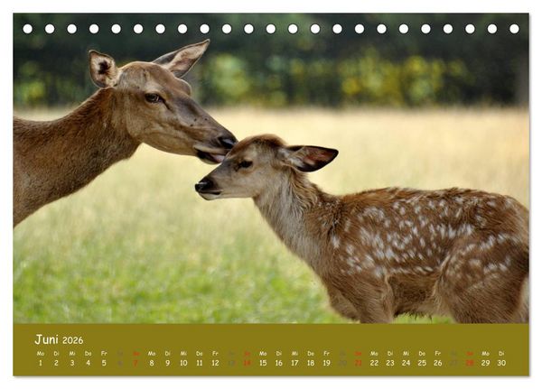 Produktbild: Begegnungen. DER HIRSCH (Tischkalender 2026 DIN A5 quer), CALVENDO Monatskalender