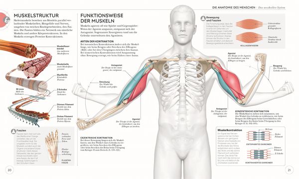 Produktbild: Yoga verstehen - Die Anatomie der Yoga-Haltungen