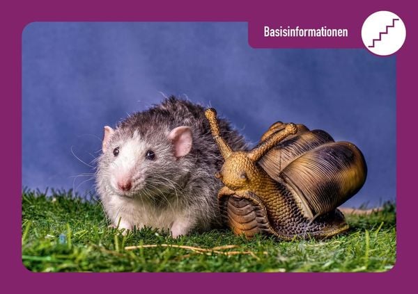 Produktbild: Meilensteine der kindlichen Entwicklung