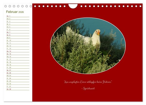 Produktbild: Freilaufende H&uuml;hner (Wandkalender 2026 DIN A4 quer), CALVENDO Monatskalender
