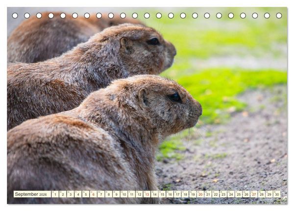 Produktbild: Pr&auml;riehunde - s&uuml;&szlig;e S&auml;uger (Tischkalender 2026 DIN A5 quer), CALVENDO Monatskalender