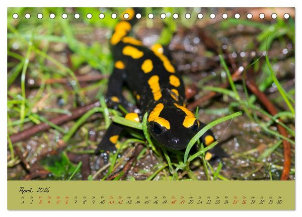 Produktbild: Feuersalamander - Liebenswerte Heimlichtuer (Tischkalender 2026 DIN A5 quer), CALVENDO Monatskalender