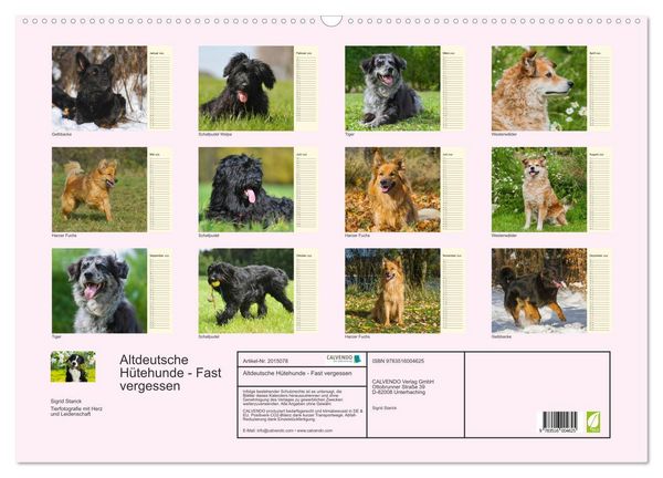 Produktbild: Altdeutsche H&uuml;tehunde - Fast vergessen (Wandkalender 2026 DIN A2 quer), CALVENDO Monatskalender