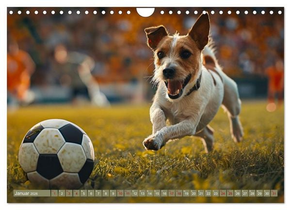 Produktbild: Tierische Balljunkies (Wandkalender 2026 DIN A4 quer), CALVENDO Monatskalender