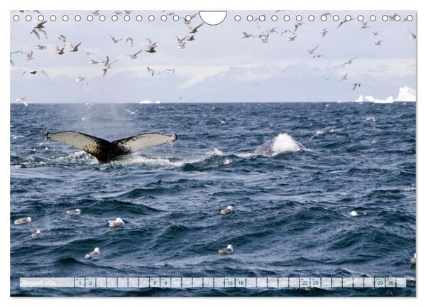 Produktbild: Gr&ouml;nland intensiv (Wandkalender 2026 DIN A4 quer), CALVENDO Monatskalender