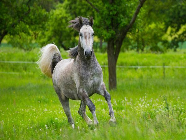 Produktbild: CALVENDO Puzzle Lipizzaner Junghengst | 1000 Teile Lege-Gr&ouml;&szlig;e 64x48cm Foto-Puzzle f&uuml;r gl&uuml;ckliche Stunden