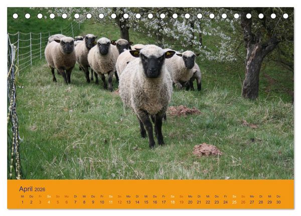 Produktbild: Shropshire Schafe (Tischkalender 2026 DIN A5 quer), CALVENDO Monatskalender