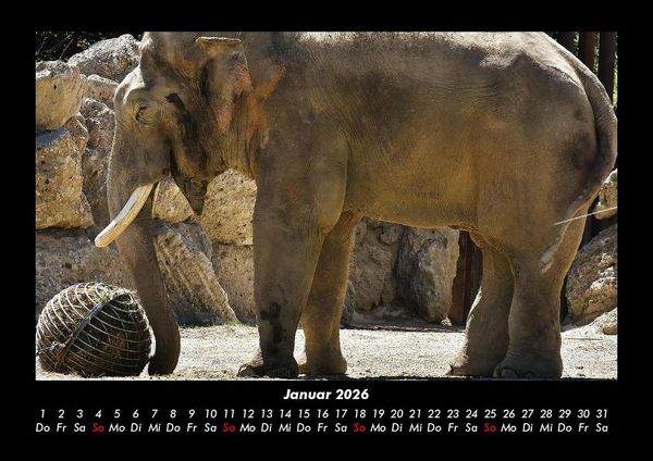 Produktbild: Elefanten - Die sanften Riesen Afrikas 2026 Fotokalender DIN A3