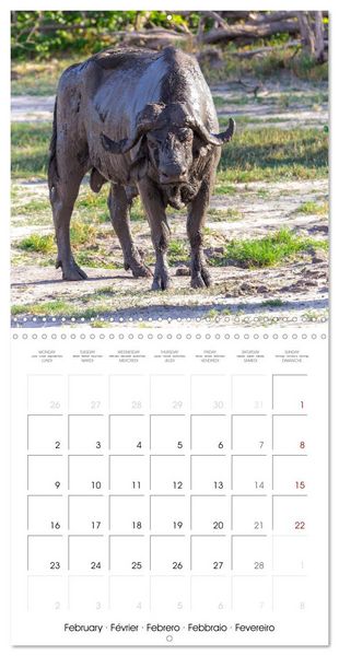 Produktbild: Animals are watching you (Wall Calendar 2026 12 &times; 12 Inch) CALVENDO 12 Month Wall Calendar
