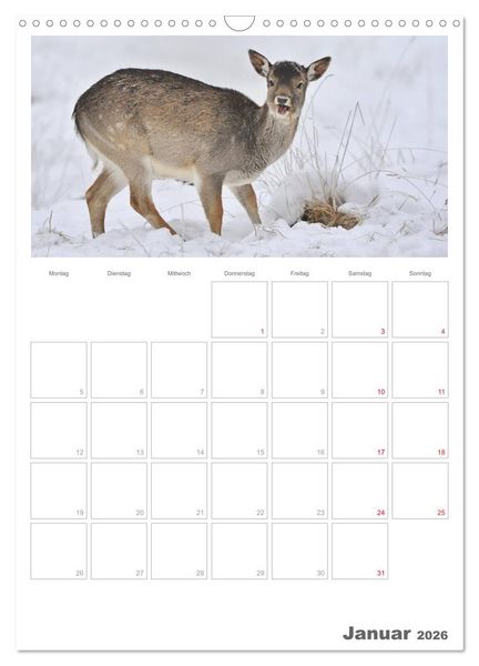 Produktbild: Rehe & Co / Planer (Wandkalender 2026 DIN A3 hoch), CALVENDO Monatskalender
