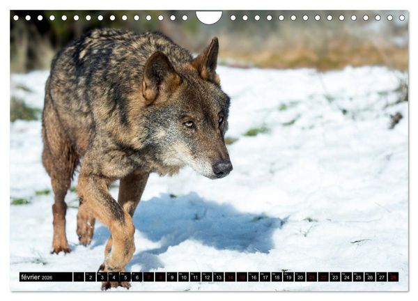 Produktbild: Le loup: l'esprit sauvage (Calendrier mural 2026 DIN A4 vertical), CALVENDO calendrier mensuel