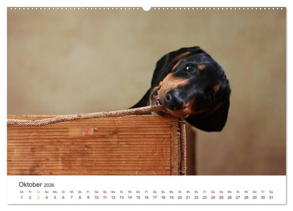 Produktbild: Welpenblicke (hochwertiger Premium Wandkalender 2026 DIN A2 quer), Kunstdruck in Hochglanz