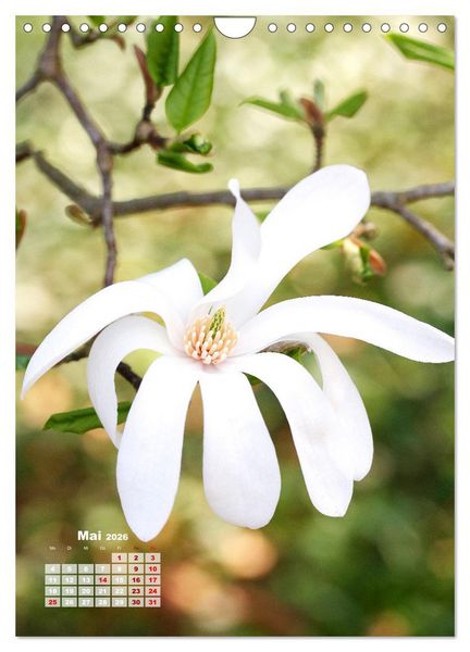 Produktbild: Magnolien Ein Fr&uuml;hlingstraum (Wandkalender 2026 DIN A4 hoch), CALVENDO Monatskalender