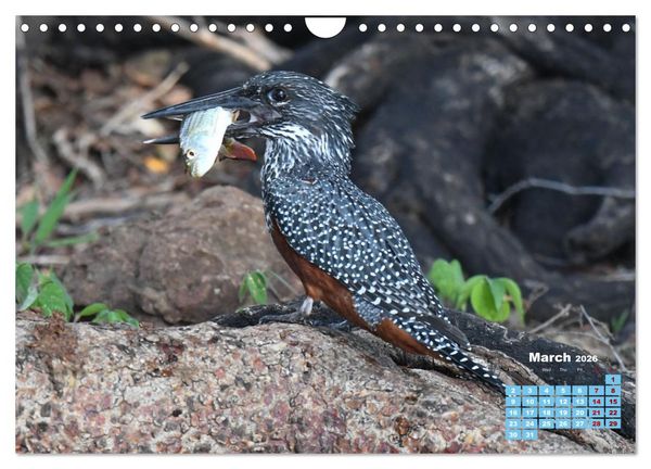 Produktbild: Birds of the Southern African Wild (Wall Calendar 2026 DIN A4 landscape), CALVENDO 12 Month Wall Calendar