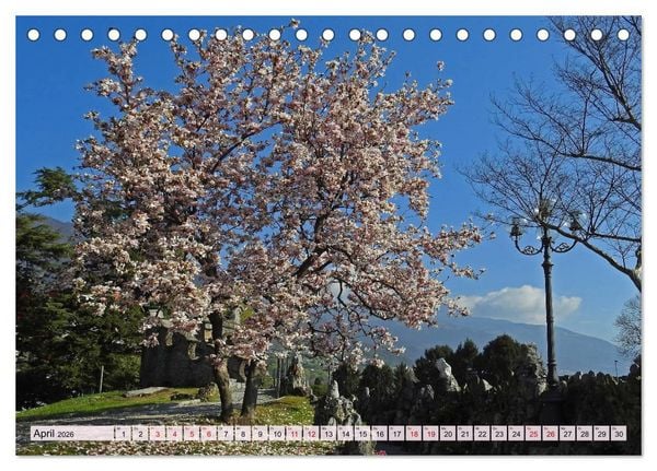 Produktbild: Mit B&auml;umen durchs Jahr (Tischkalender 2026 DIN A5 quer), CALVENDO Monatskalender