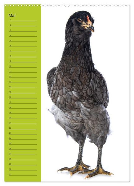 Produktbild: Kunterbunte H&uuml;hner Truppe (hochwertiger Premium Wandkalender 2026 DIN A2 hoch), Kunstdruck in Hochglanz