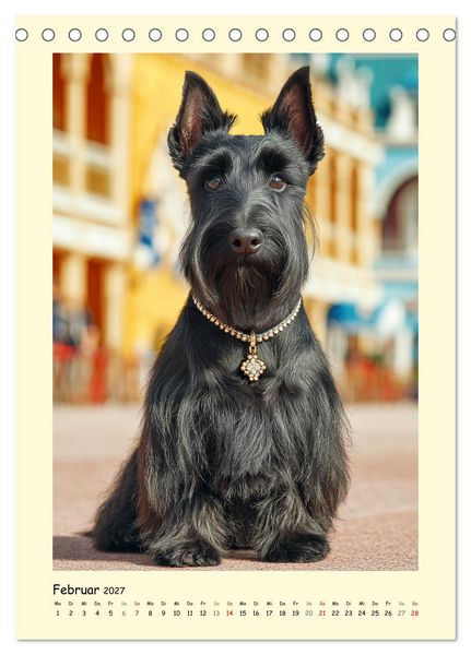 Produktbild: Scottish Terrier. W&uuml;rdevoller und robuster Gentlemen (Tischkalender 2027 DIN A5 hoch), CALVENDO Monatskalender