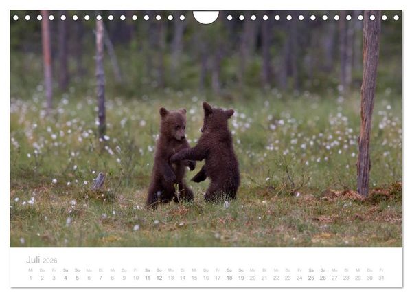 Produktbild: Braunb&auml;ren - pelzige Riesen in Finnlands W&auml;ldern (Wandkalender 2026 DIN A4 quer), CALVENDO Monatskalender