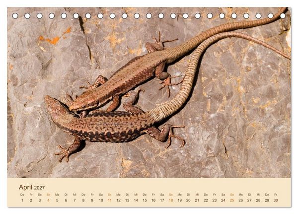 Produktbild: Eidechsen Europas (Tischkalender 2027 DIN A5 quer), CALVENDO Monatskalender