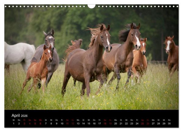 Produktbild: Vollblutaraber - Sch&ouml;nheit und Adel (Wandkalender 2026 DIN A3 quer), CALVENDO Monatskalender