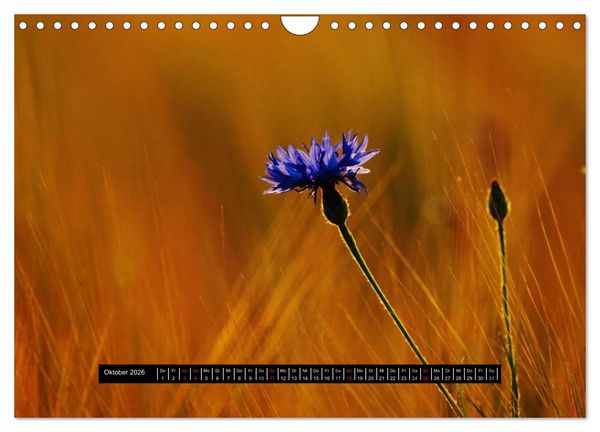 Produktbild: Bl&uuml;ten-Zauber am Wegesrand 2026 (Wandkalender 2026 DIN A4 quer), CALVENDO Monatskalender