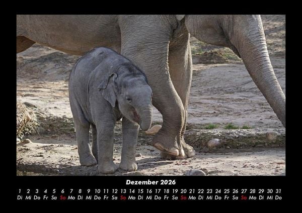 Produktbild: Elefanten 2026 Fotokalender DIN A3