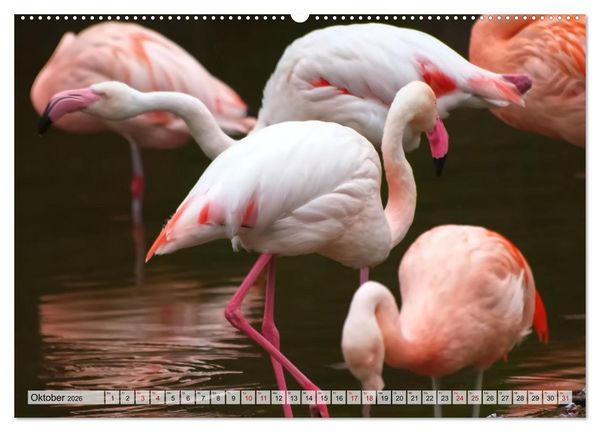 Produktbild: Flamingo Zauber (hochwertiger Premium Wandkalender 2026 DIN A2 quer), Kunstdruck in Hochglanz