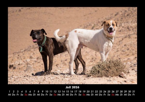 Produktbild: Hunde 2026 Fotokalender DIN A3