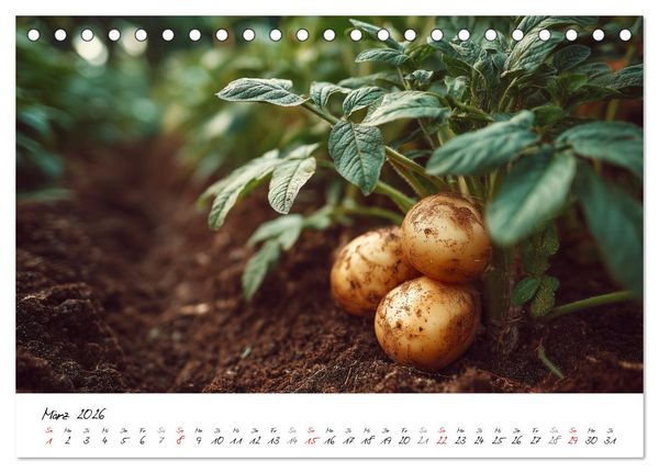 Produktbild: Gem&uuml;segarten - Gem&uuml;se aus dem eigenen Garten (Tischkalender 2026 DIN A5 quer), CALVENDO Monatskalender