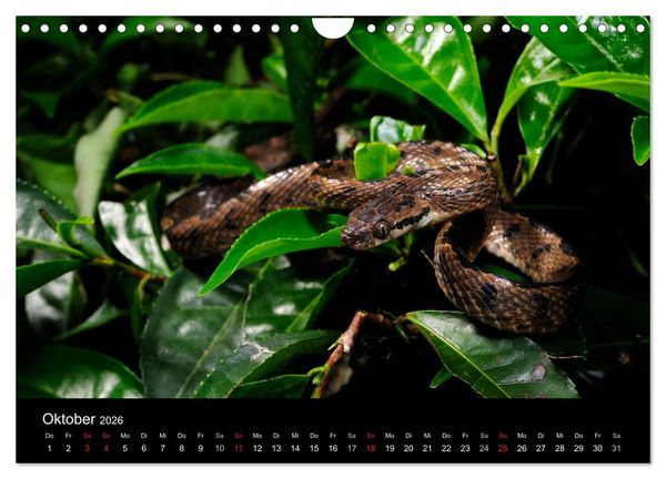 Produktbild: Schlangen (Wandkalender 2026 DIN A4 quer), CALVENDO Monatskalender