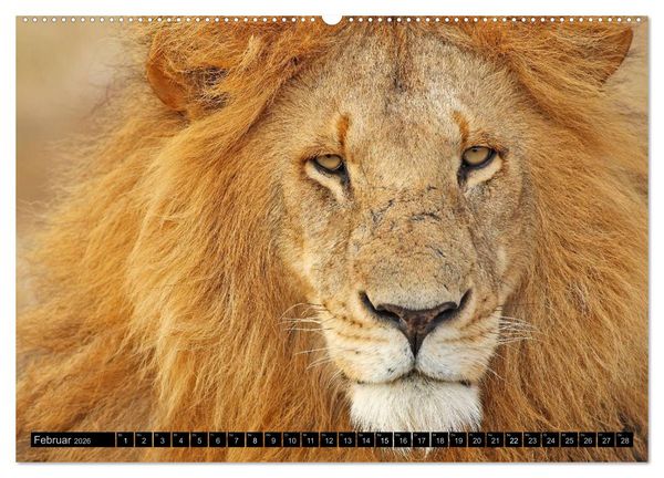 Produktbild: Magie des Augenblicks - L&ouml;wen - Herrscher der Savanne (Wandkalender 2026 DIN A2 quer), CALVENDO Monatskalender