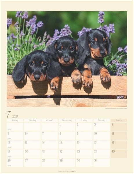 Produktbild: Dackel Kalender 2027