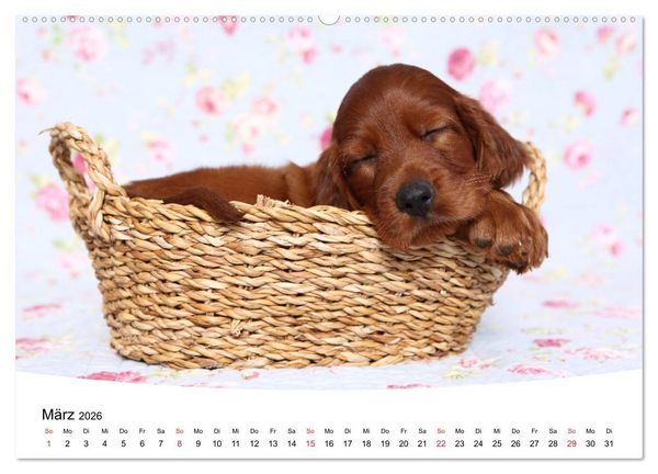 Produktbild: S&uuml;&szlig;e Tr&auml;ume 2026 - schlafende Hundewelpen (hochwertiger Premium Wandkalender 2026 DIN A2 quer), Kunstdruck in Hochglanz