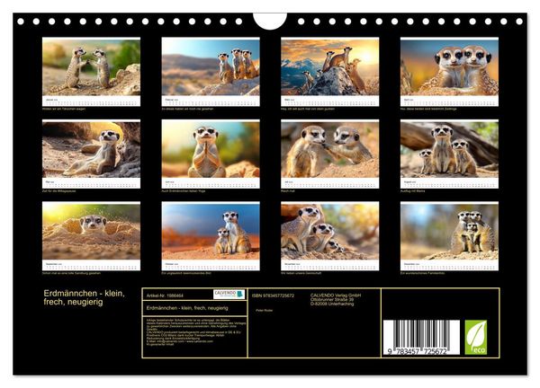 Produktbild: Erdm&auml;nnchen - klein, frech, neugierig (Wandkalender 2026 DIN A4 quer), CALVENDO Monatskalender