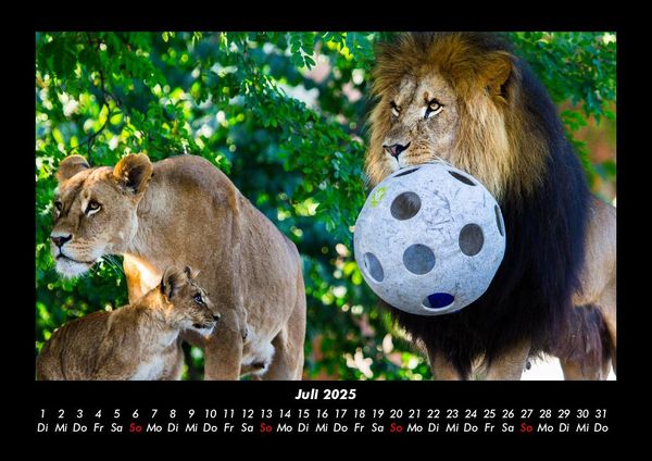 Produktbild: L&ouml;wen in der Wildnis 2025 Fotokalender DIN A3