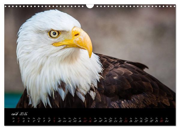 Produktbild: FACES DE RAPACES (Calendrier mural 2026 DIN A3 vertical), CALVENDO calendrier mensuel