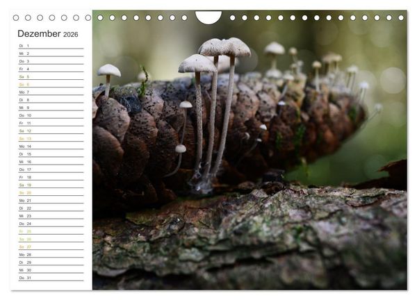 Produktbild: Schwammerl Egerlinge Pilze (Wandkalender 2026 DIN A4 quer), CALVENDO Monatskalender