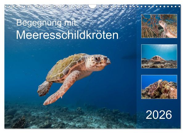 Produktbild: Begegnung mit Meeresschildkr&ouml;ten (Wandkalender 2026 DIN A3 quer), CALVENDO Monatskalender