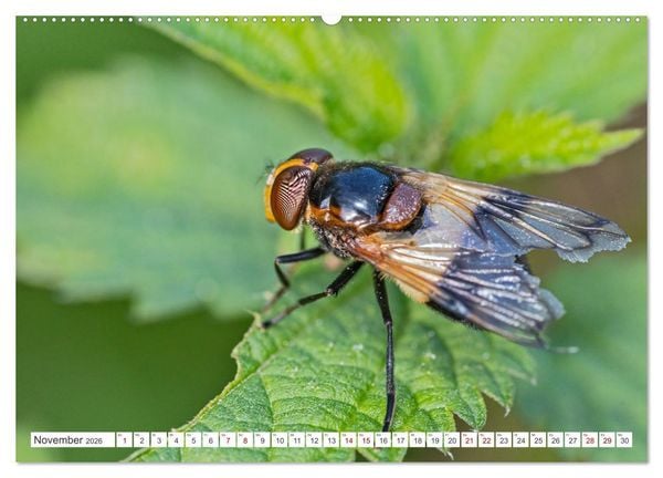 Produktbild: Ungeliebte Sch&ouml;nheiten - die faszinierende Welt unserer heimischen Fliegen (Wandkalender 2026 DIN A2 quer), CALVENDO Monatskalender