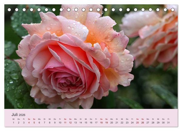 Produktbild: Rosen Reigen im Garten (Tischkalender 2026 DIN A5 quer), CALVENDO Monatskalender
