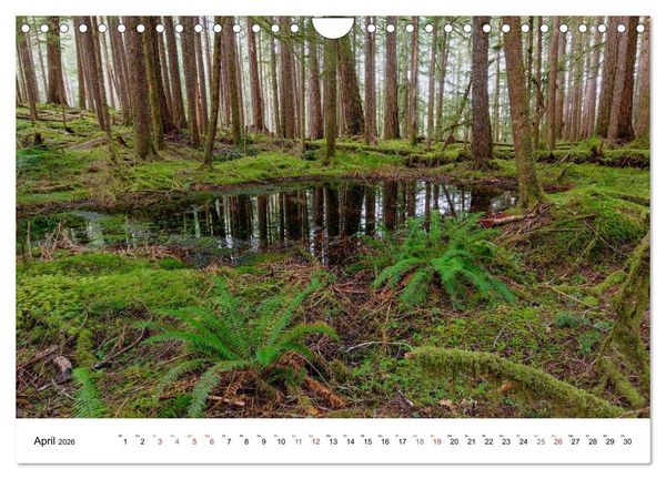 Produktbild: The Olympic National Park - Washington USA (Wandkalender 2026 DIN A4 quer), CALVENDO Monatskalender