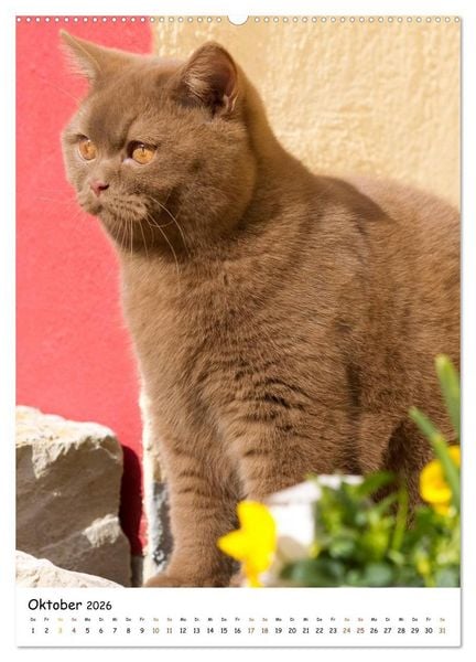 Produktbild: bezaubernde Britisch Kurzhaar Katzen (hochwertiger Premium Wandkalender 2026 DIN A2 hoch), Kunstdruck in Hochglanz