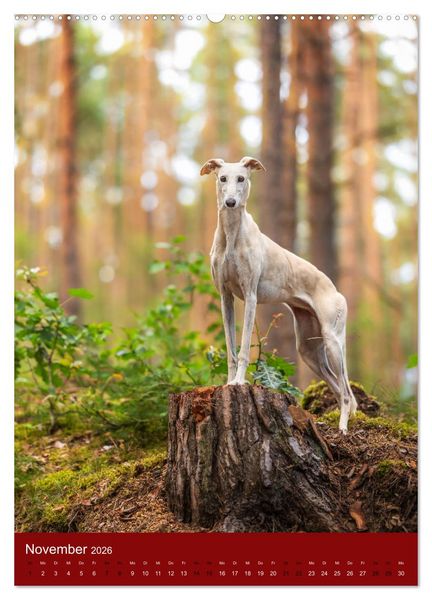 Produktbild: Hundeportraits - Monatskalender (Wandkalender 2026 DIN A2 hoch), CALVENDO Monatskalender