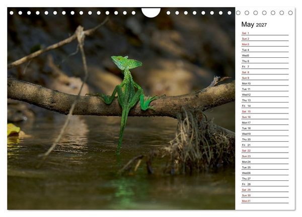 Produktbild: Feel the Wild &ndash; Costa Rica (Wall Calendar 2027 DIN A4 landscape), CALVENDO 12 Month Wall Calendar