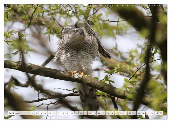 Produktbild: Spitze Krallen und scharfer Blick - Verhalten Sperber (Wandkalender 2026 DIN A2 quer), CALVENDO Monatskalender