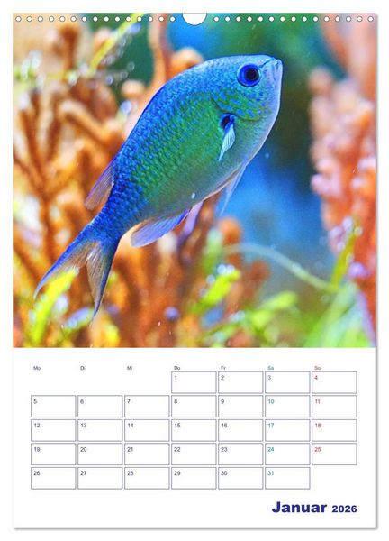 Produktbild: Bunte Meereswelten (Wandkalender 2026 DIN A3 hoch), CALVENDO Monatskalender