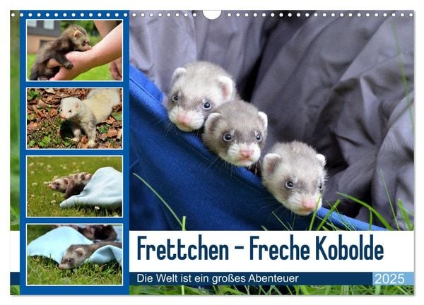 Frettchen - Freche Kobolde (Wandkalender 2025 DIN A3 quer), CALVENDO Monatskalender